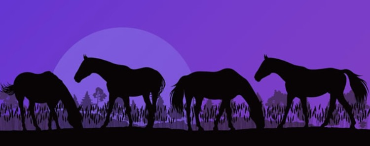 image horse silohuettes